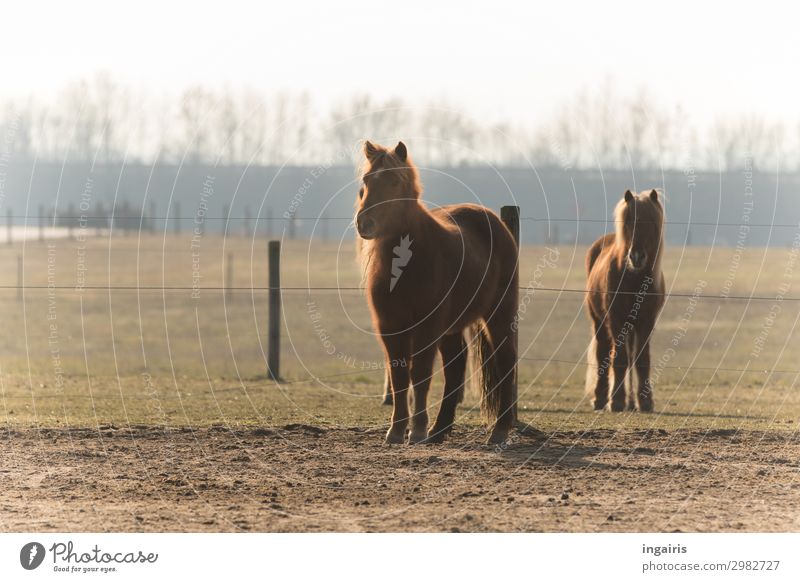 Warten auf Futter Natur Landschaft Baum Weide Tier Nutztier Pferd Fell Island Ponys 2 beobachten Blick stehen warten Freundlichkeit schön natürlich Neugier