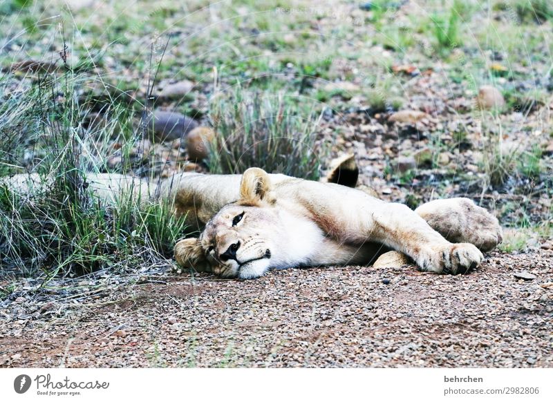 fresskoma Ferien & Urlaub & Reisen Tourismus Ausflug Abenteuer Ferne Freiheit Safari Wildtier Tiergesicht Fell Löwe 1 Erholung schlafen außergewöhnlich exotisch