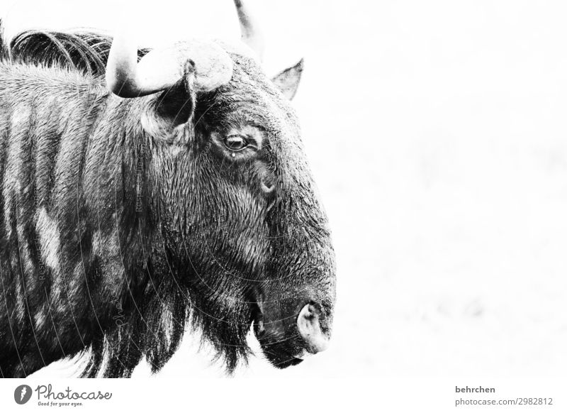 möp Ferien & Urlaub & Reisen Tourismus Ausflug Abenteuer Ferne Freiheit Safari Wildtier Tiergesicht Horn wildbeast Gnu außergewöhnlich exotisch fantastisch