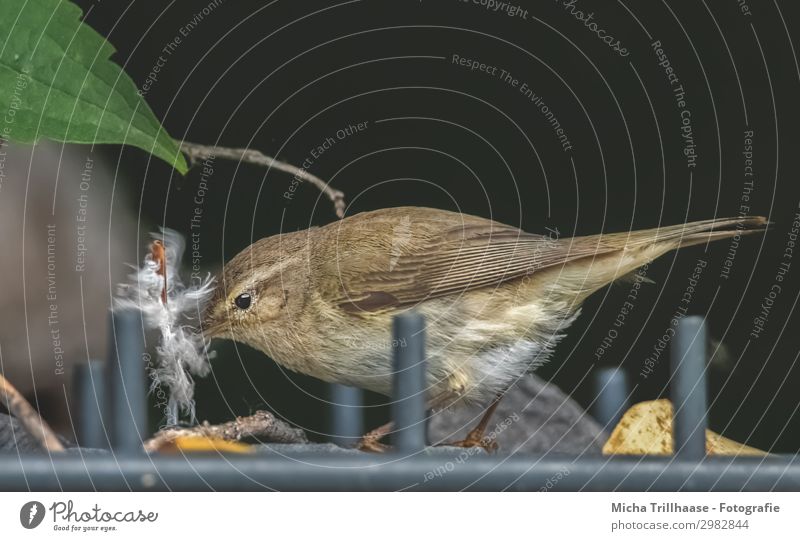 Vogel mit Feder im Schnabel Natur Tier Sonnenlicht Schönes Wetter Blatt Garten Zaun Wildtier Tiergesicht Flügel Fitis Auge gefiedert 1 bauen nah natürlich gelb