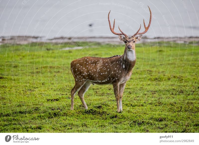 Blick ins Wochenende elegant Ferien & Urlaub & Reisen Tourismus Ausflug Abenteuer Ferne Freiheit Safari Expedition Umwelt Natur Landschaft Regen Gras Wald