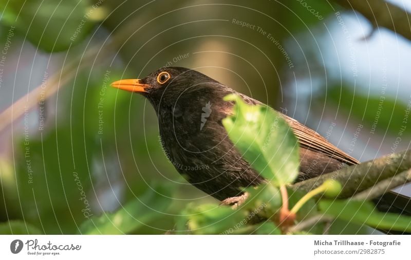 Amsel im Sonnenschein Natur Tier Himmel Sonnenlicht Schönes Wetter Baum Blatt Zweige u. Äste Wildtier Vogel Tiergesicht Flügel Krallen Schnabel Auge Feder