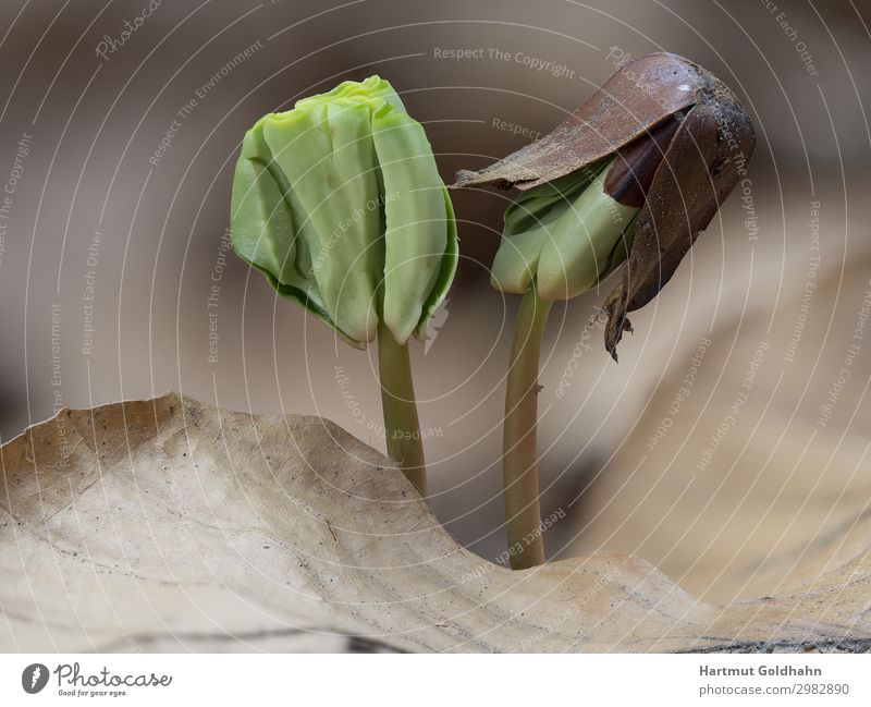 Zwei kleine Keimlinge der Rotbuche. Natur Pflanze Frühling Baum Blatt Wald Wachstum grün Buchenkeim Buchengewächs Samen Laubbaum Buchecker Frucht geschlossen