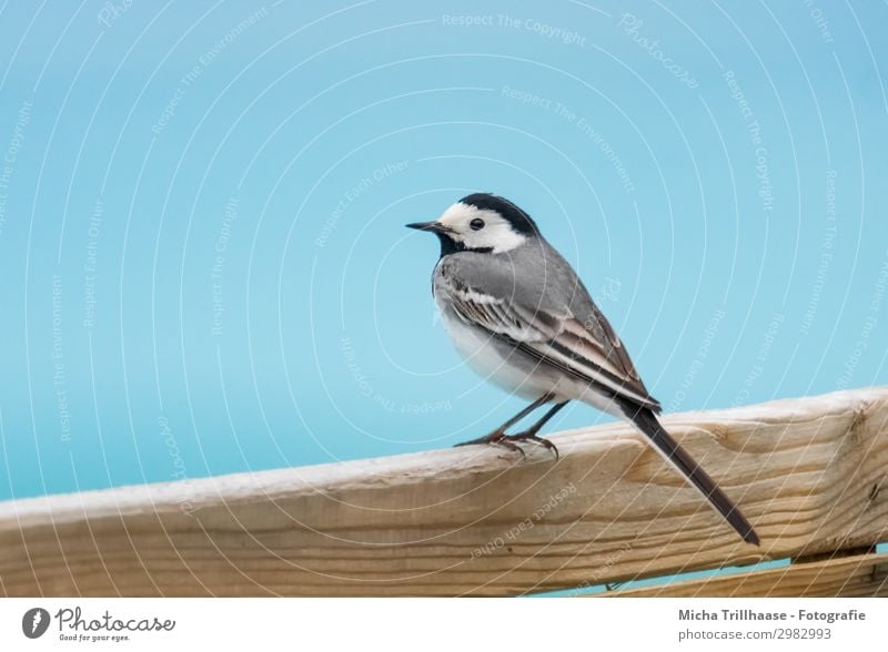 Bachstelze auf dem Holzzaun Natur Wasser Himmel Sonnenlicht Schönes Wetter Tier Wildtier Vogel Tiergesicht Flügel Krallen Kopf Schnabel Auge Feder gefiedert 1