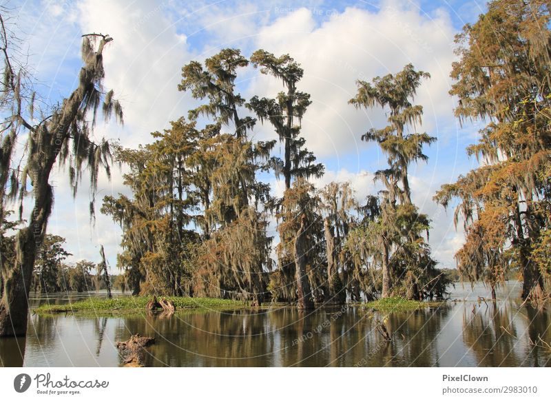 Sumpf Ferien & Urlaub & Reisen Tourismus Ferne Safari Expedition Sommer Umwelt Natur Landschaft Pflanze Tier Himmel Baum Urwald Moor maritim blau grün Farbfoto