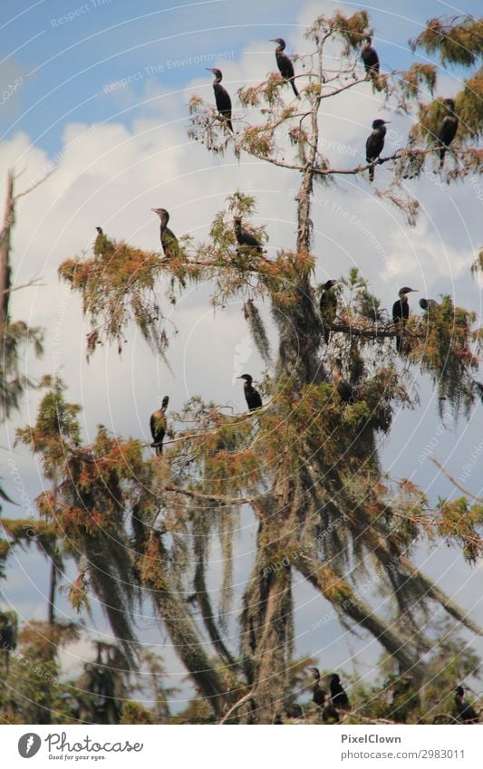 Sümpfe in Louisana Ferien & Urlaub & Reisen Abenteuer Ferne Safari Umwelt Natur Pflanze Tier Sommer Baum Wildpflanze Flussufer Moor Sumpf Vogel Schwarm schön