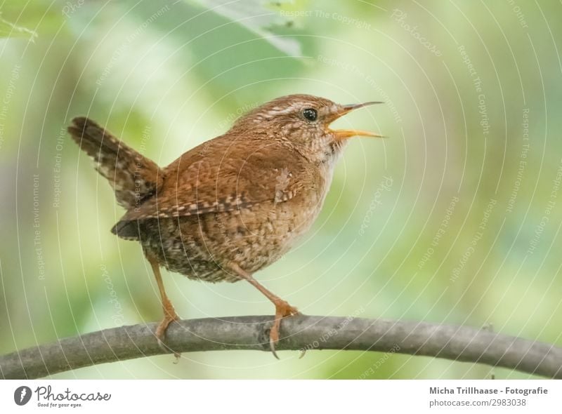 Singender Zaunkönig Natur Tier Sonnenlicht Schönes Wetter Baum Blatt Zweige u. Äste Wildtier Vogel Tiergesicht Flügel Krallen Kopf Schnabel Auge Feder gefiedert