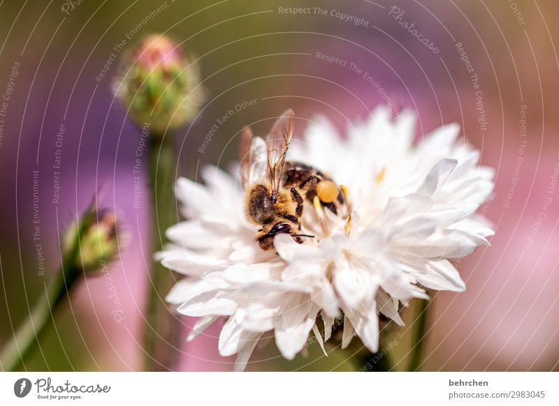 sommerzeit Natur Pflanze Blume Blüte Garten Wiese Wildtier Biene Tiergesicht Flügel 1 beobachten fliegen Fressen schön klein Sommer sommerlich fleißig Nektar