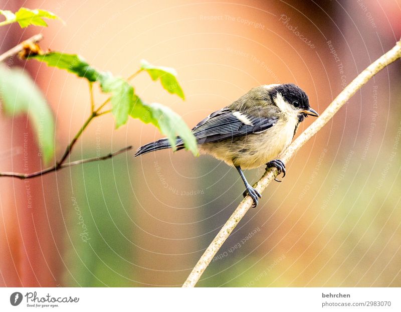 kleine meise Baum Blatt Wald Wildtier Vogel Tiergesicht Flügel Meisen Feder Schnabel Krallen fantastisch schön Ast festhalten fliegen Freiheit Umweltschutz