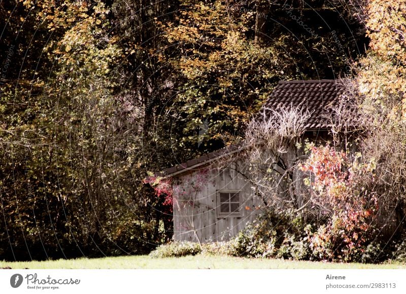 Schutz-Hütte Landschaft Herbst Baum Herbstlaub Wald Herbstwald Haus Holzhaus Fenster Scheune Häusliches Leben einfach Freundlichkeit natürlich braun rot