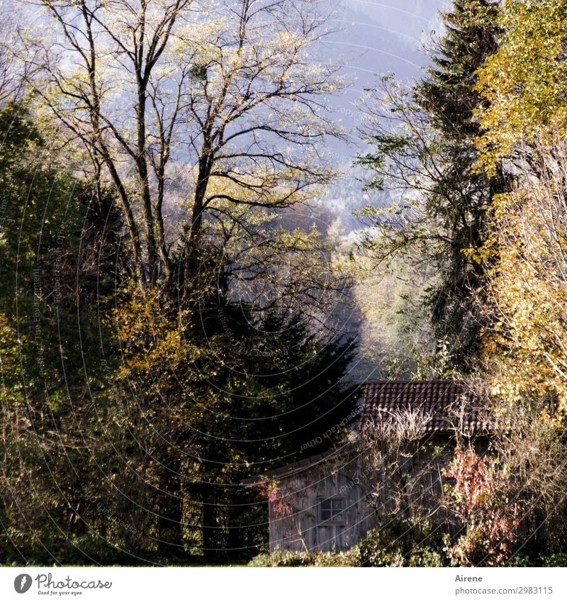 Wenn einem mal wieder alles zu viel wird... Landschaft Herbst Herbstlaub Wald Berge u. Gebirge Hütte Holzhütte Scheune Häusliches Leben einfach ruhig Einsamkeit