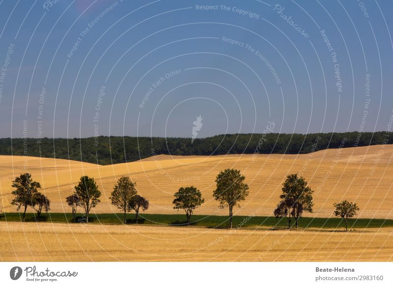 Pittoreske Landschaft Ferien & Urlaub & Reisen Ausflug Landwirtschaft Forstwirtschaft Natur Pflanze Erde Himmel Wolkenloser Himmel Sonnenlicht Sommer Wetter