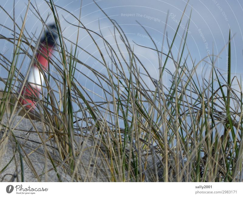 Schieflage... Dünengras Gras Leuchtturm schief Sand schräg unscharf blauer Himmel Nordsee Küste Strand umkippen umfallen schiefer Turm Sylt Hörnum