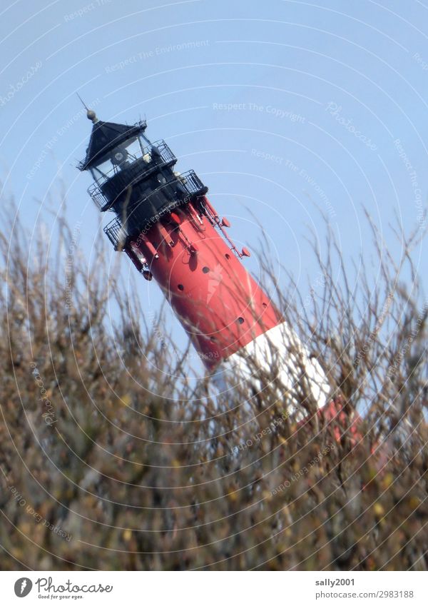 schiefer Leuchtturm... Sträucher Nordsee fallen leuchten bedrohlich gruselig rebellisch Angst bizarr Desaster Endzeitstimmung Perspektive Surrealismus Verfall