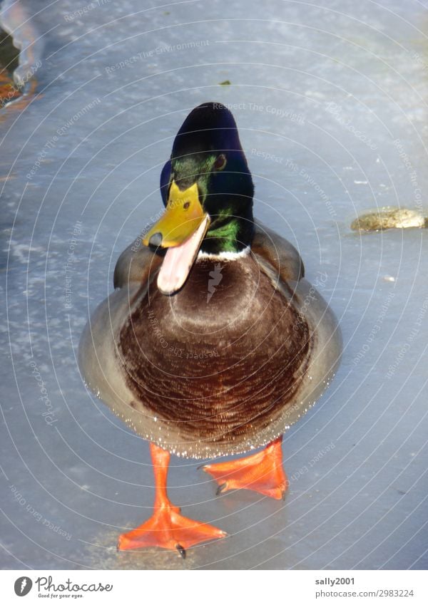 duck on ice... Winter Eis Frost See Tier Wildtier Ente 1 gehen sprechen frech Kommunizieren Entenschnabel Quaken Eisfläche rutschen Glätte gefroren Farbfoto