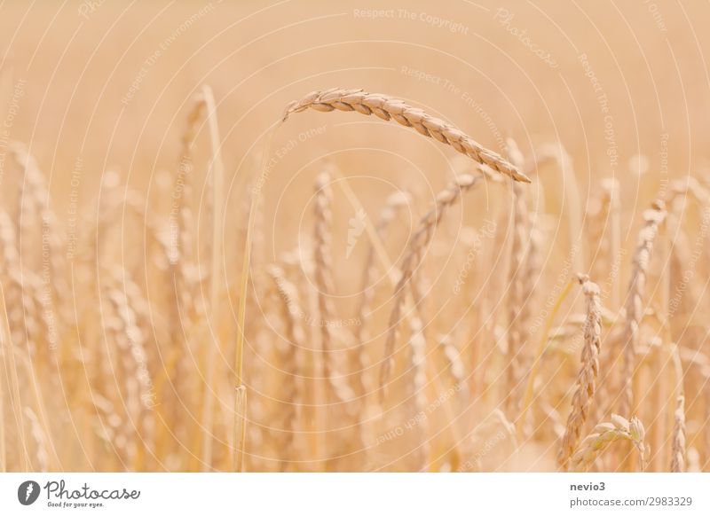 Dinkel Lebensmittel Getreide Ernährung Natur Pflanze Sommer Gras Nutzpflanze Feld Gesundheit Frühlingsgefühle Landwirtschaft Getreidefeld Getreideernte