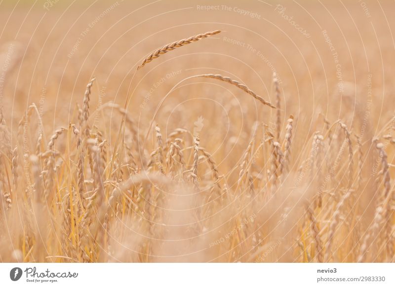 Habe die Ähre Landschaft Sommer Schönes Wetter Wärme Feld nachhaltig schön gelb gold Dinkel Deutschland Vegane Ernährung Baden-Württemberg Kornfeld Getreide