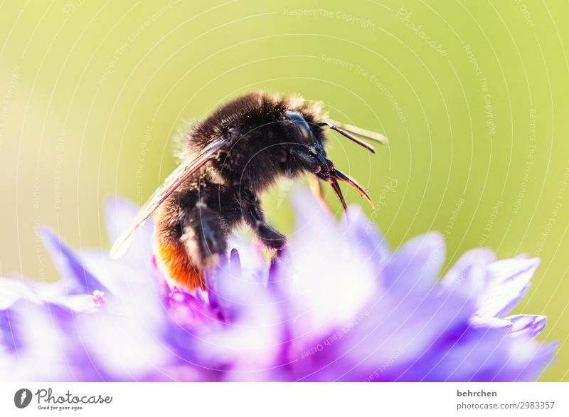 sommererinnerung Natur Blume Garten Park Wiese Wildtier Tiergesicht Flügel Hummel Blühend Duft fliegen Fressen schön klein Sommer sommerlich Blüte Nektar Pollen