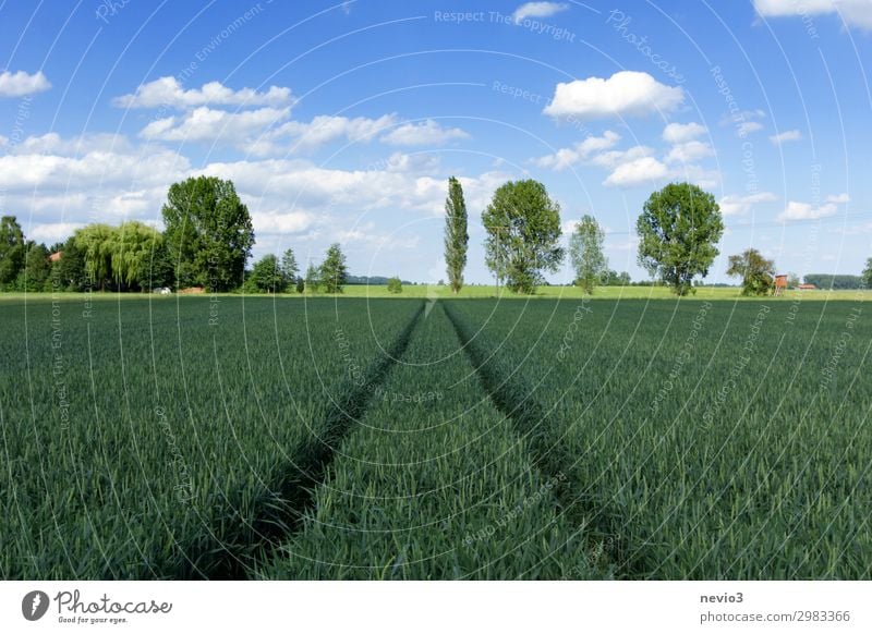 Baumreihe Umwelt Natur Landschaft Frühling Sommer Wetter Schönes Wetter Grünpflanze Wiese Feld schön blau grün Frühlingsgefühle Reihe Getreide Getreidefeld