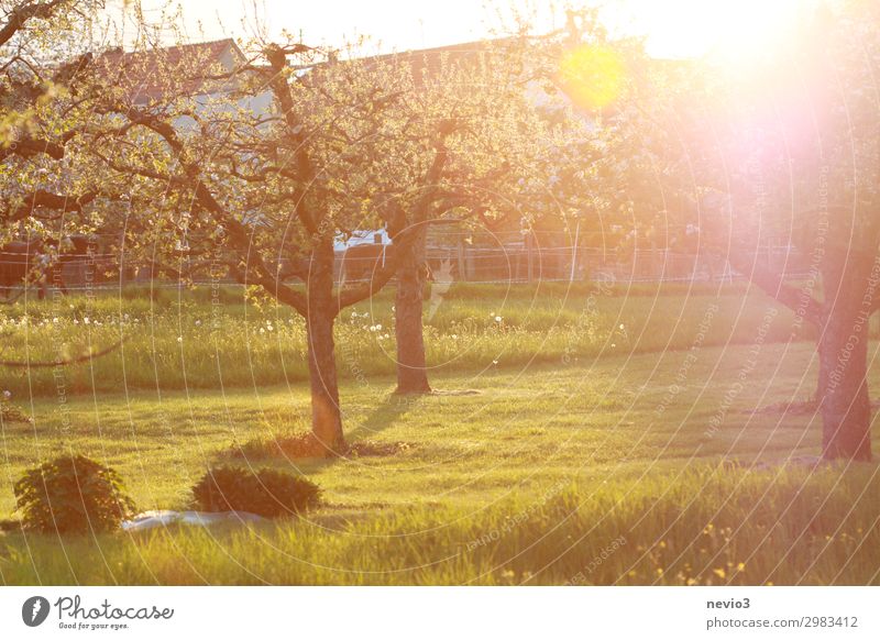 Sommerlicher Garten Natur Landschaft Schönes Wetter Baum Park Wiese natürlich gelb grün Lebensfreude Frühlingsgefühle Gartenpflanzen sommerlich Wärme