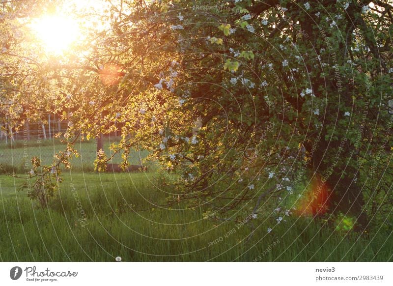 Alter Obstgarten Natur Landschaft Sonne Sonnenaufgang Sonnenuntergang Sonnenlicht Frühling Sommer Baum Wiese gelb grün Frucht Obstbaum alt Apfelbaum Apfelblüte