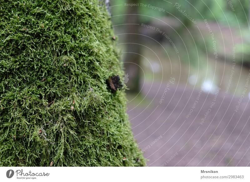 Moos Natur Tier Sommer Baum Wald Moosteppich Baumrinde Waldboden Einsamkeit leer ruhig Gelassenheit Farbfoto Gedeckte Farben Außenaufnahme Menschenleer