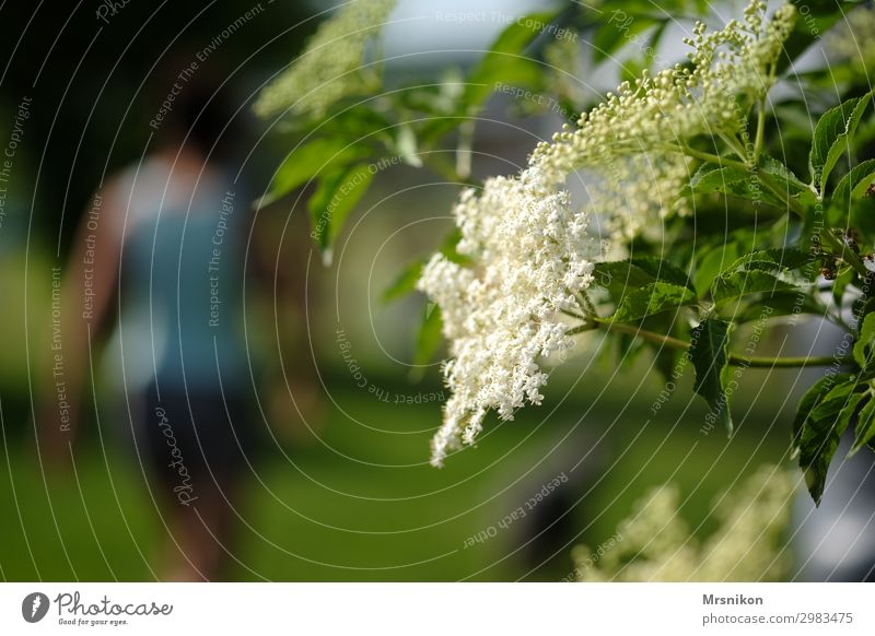 Holunder Natur Pflanze Tier Sommer Schönes Wetter Baum Nutzpflanze Garten Umwelt Holunderbusch Holunderblüte Blatt Blätterdach Farbfoto Außenaufnahme