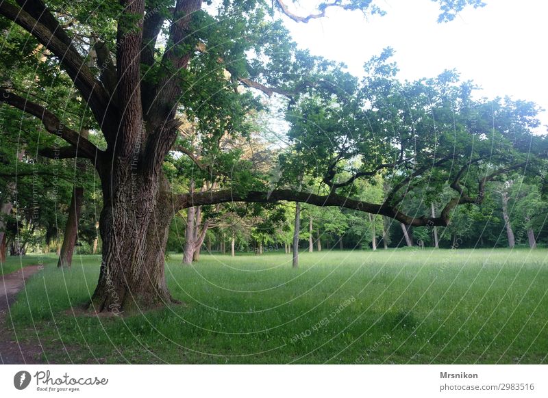 Flow Umwelt Natur Landschaft Sonne Sonnenaufgang Sonnenuntergang Sonnenlicht Sommer Schönes Wetter Baum Gras Park Wiese ruhig Einsamkeit Freiheit