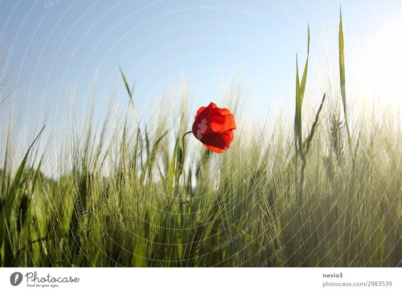 Mohnblüte im Getreidefeld Umwelt Landschaft Sonnenlicht Frühling Sommer Wetter Schönes Wetter Wärme nachhaltig natürlich schön grün rot Frühlingsgefühle