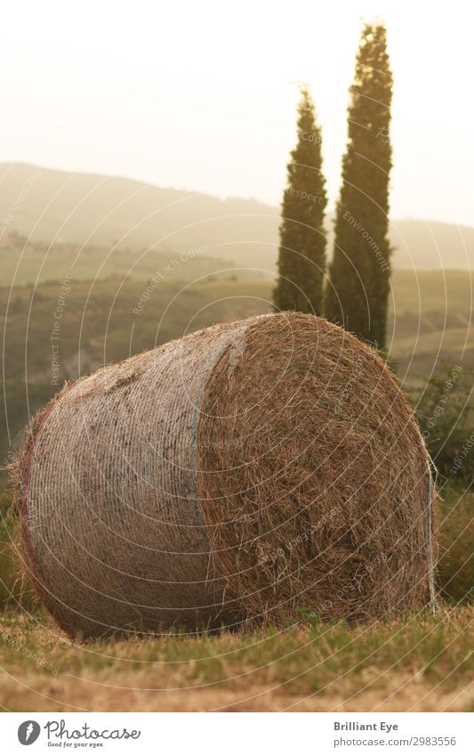 goldener Heuballen Ferien & Urlaub & Reisen Sommer Landwirtschaft Forstwirtschaft Natur Wärme Baum Feld Duft einfach gigantisch rund weich gelb Italien Toskana