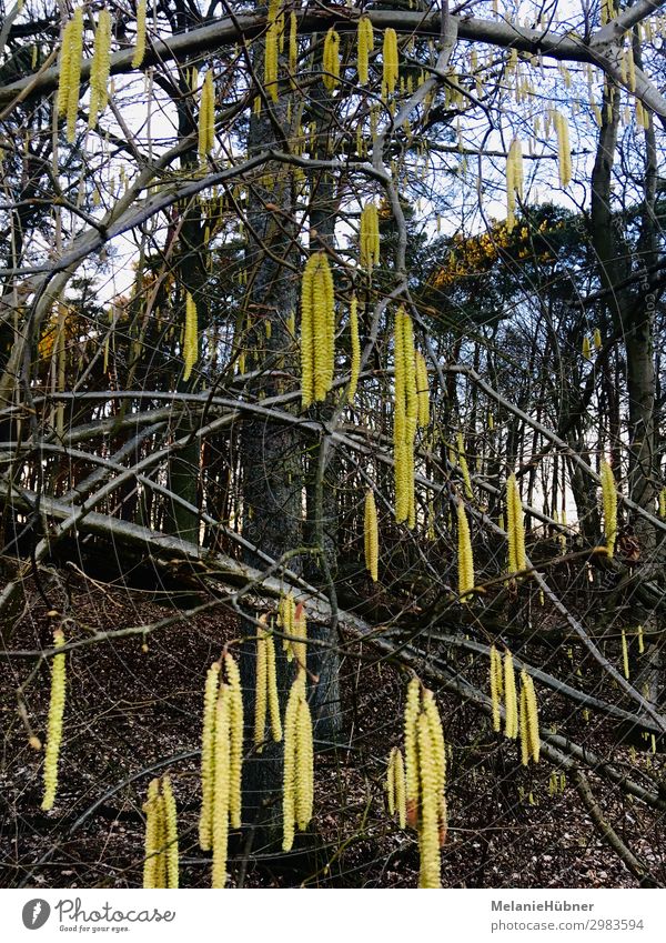 Haselnuss Blüte Baum Sträucher gelb Pollen Blühend Frühling Farbfoto