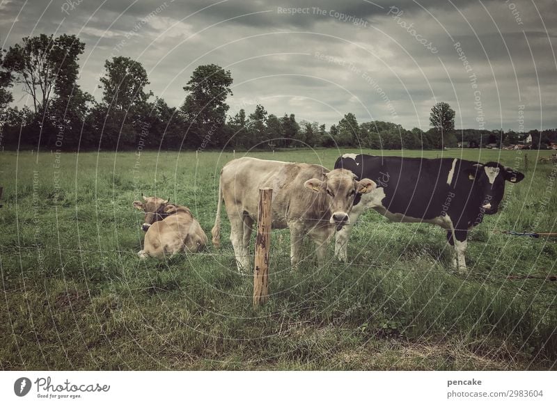 kuhdorf Natur Landschaft Sommer schlechtes Wetter Unwetter Gras Wiese Feld Tier Nutztier Kuh 3 authentisch dunkel Kuhdorf Landwirtschaft Milchkuh Allgäu