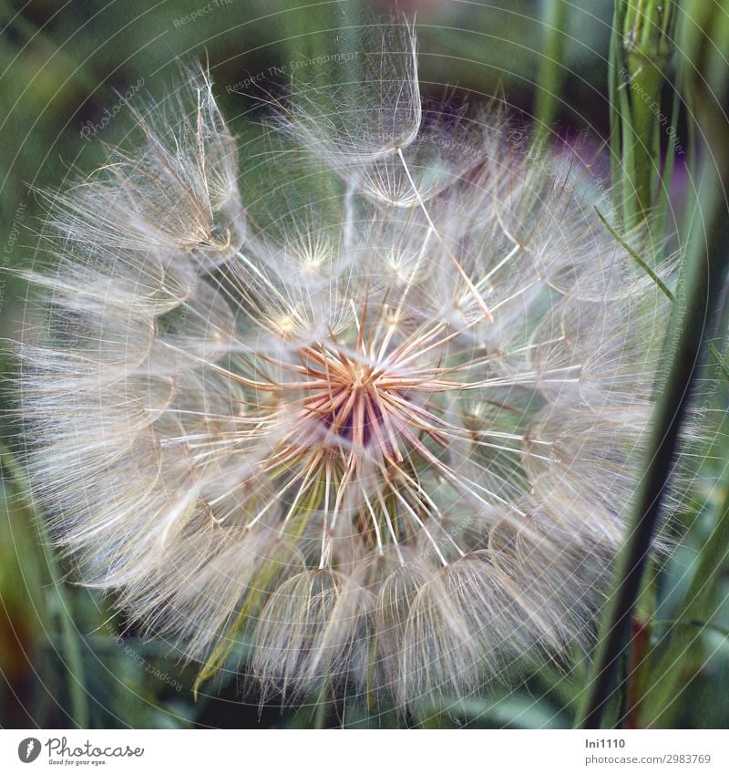 Pusteblume, riesig Natur Pflanze Frühling Schönes Wetter Wildpflanze Wiesen-Bocksbart Feld blau braun gelb grau grün rosa schwarz weiß Löwenzahn Feldrand