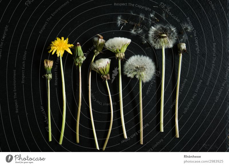 Flatlay Pusteblume Natur Pflanze Blüte Wandel & Veränderung Stillleben Gedeckte Farben Innenaufnahme Menschenleer Vogelperspektive Weitwinkel