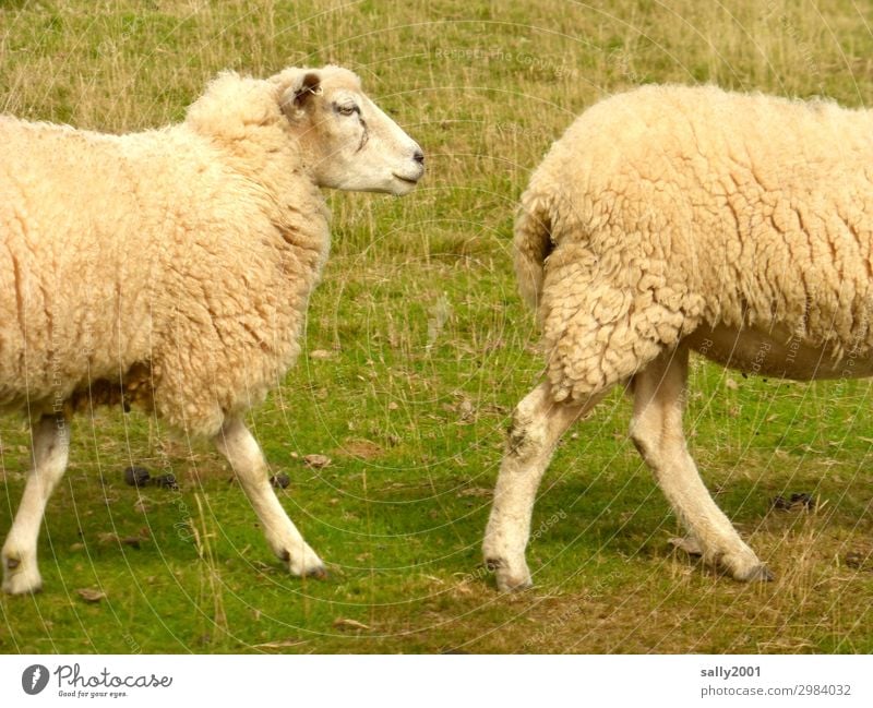 Im Gleichschritt... Sommer Gras Tier Nutztier Schaf Schafherde 2 Tierpaar Bewegung gehen wandern Freundlichkeit Zusammensein Partnerschaft Wege & Pfade