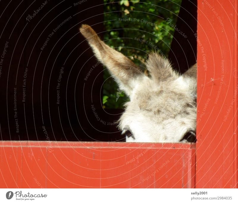 vorsichtiger Blick in den Montag... Esel Eselsohr Tor rot schüchtern neugierig blond müde Nutztier Tierporträt Neugier melancholisch verstecken rausschauen