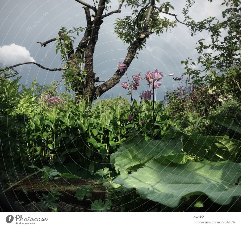 Kraut ohne Rüben Umwelt Natur Landschaft Pflanze Himmel Wolken Frühling Schönes Wetter Baum Blume Sträucher Blüte Grünpflanze Wildpflanze Garten Blühend nah