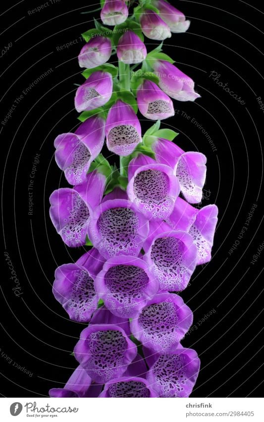 Roter Fingerhut - Digitalis purpurea Umwelt Natur Pflanze Blume Wildpflanze exotisch Garten Blühend Aggression rosa Angst Gift Giftpflanze Kelch Farbfoto