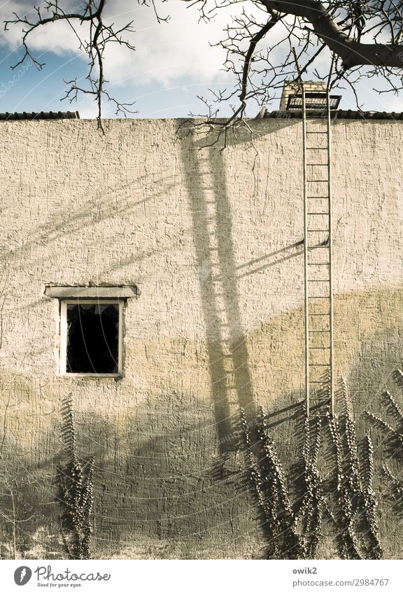 Für Aufsteiger Himmel Wolken Baum Zweige u. Äste Efeu Falkenberg Kleinstadt Haus Mauer Wand Fassade Fenster Feuerleiter hoch blau gelb verfallen Vergänglichkeit