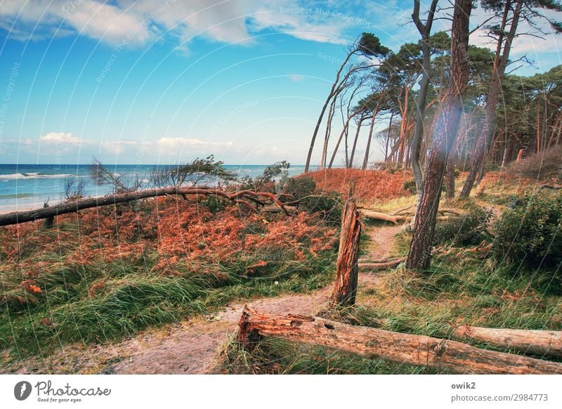 Psycho Ferien & Urlaub & Reisen Ausflug Umwelt Natur Landschaft Pflanze Herbst Schönes Wetter Baum Gras Sträucher Ostsee wild Darß Weststrand Windflüchter