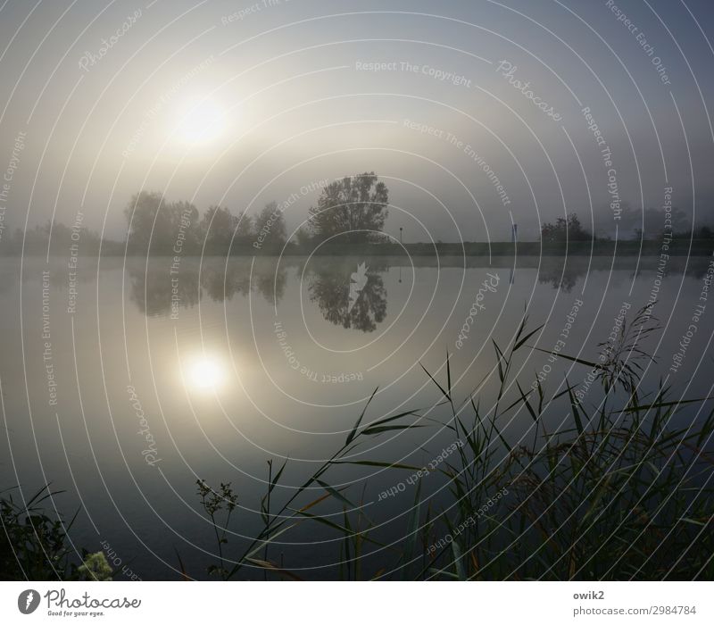 Für Aussteiger Umwelt Natur Landschaft Pflanze Himmel Horizont Sonne Schönes Wetter Nebel Baum Sträucher Flussufer Donau Bayern leuchten geduldig ruhig Idylle