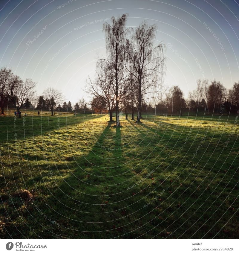 Sonnenstudio Umwelt Natur Landschaft Pflanze Wolkenloser Himmel Horizont Herbst Schönes Wetter Baum Gras Birke Wiese leuchten stehen Wachstum standhaft Farbfoto