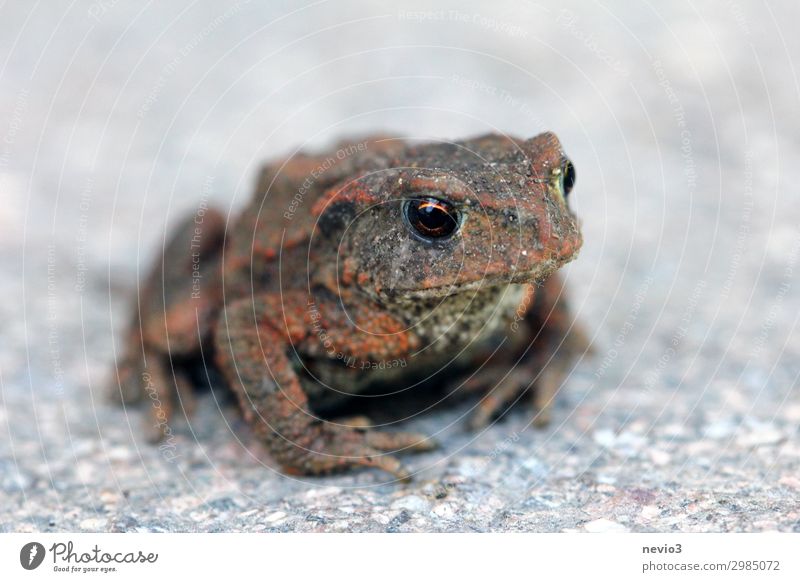 Kleine Kröte Umwelt Natur Tier Frosch 1 sitzen warten dunkel klein nah natürlich braun grau Krötenwanderung Froschlurche Froschperspektive Steinboden Untergrund