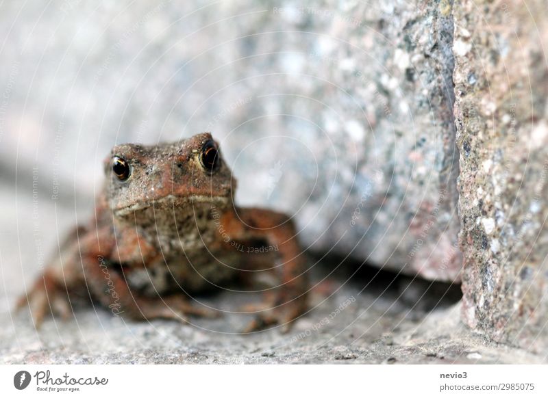 Finster schauende Kröte Tier Frosch 1 braun grau Gefühle Stimmung Neid gereizt Aggression Krötenwanderung Froschperspektive Froschlurche Naturschutzgebiet