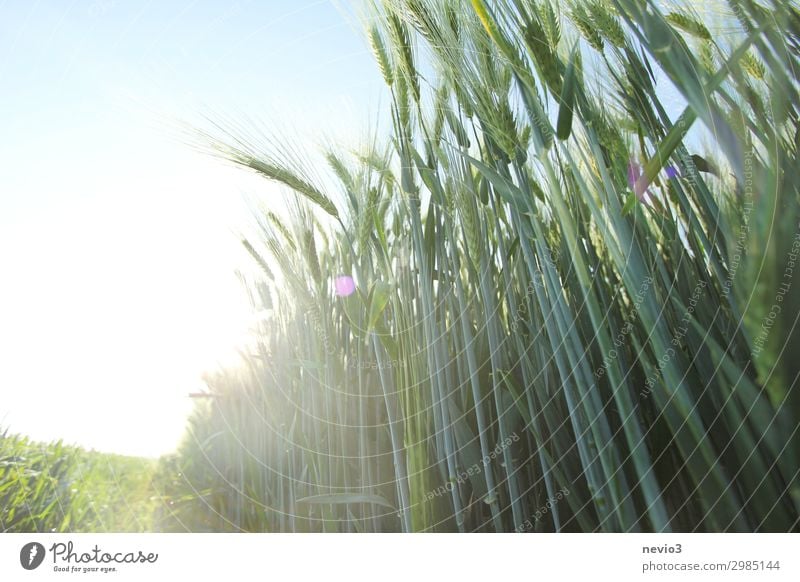 Gerstenfeld im Sommer Natur Landschaft Frühling Pflanze Feld grün Gerstenähre Ähren Lebensmittel Nahrungsmittelhilfe Ernährung Gesundheit gesundheitsschädlich