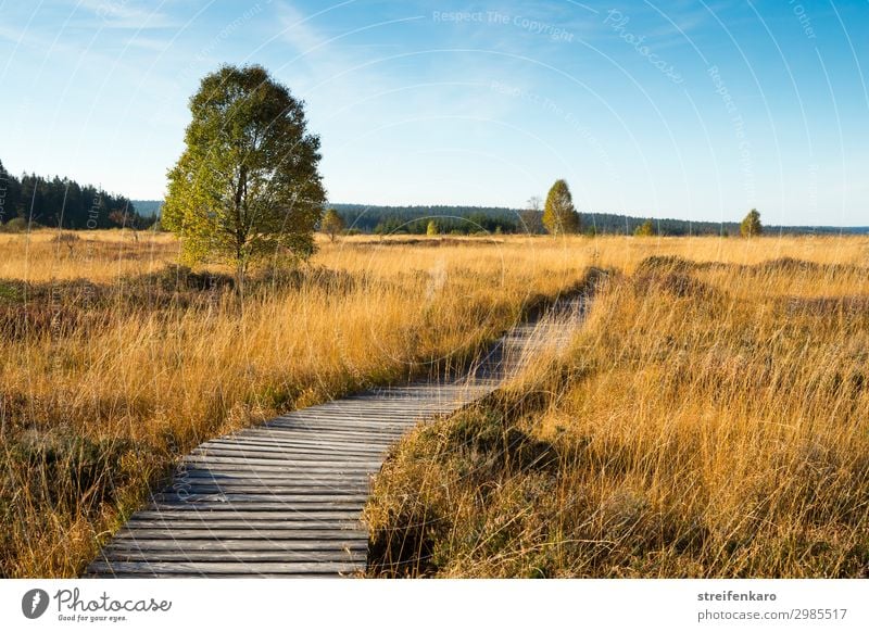 Goldenes Venn Ausflug wandern Umwelt Natur Landschaft Pflanze Himmel Sonne Sommer Schönes Wetter Moor Hochmoor Hohes Venn Belgien Holzpfad Steg Erholung