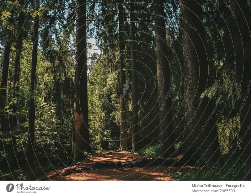 Sonnenstrahlen auf dem Waldweg Ferien & Urlaub & Reisen Ausflug wandern Natur Landschaft Pflanze Himmel Schönes Wetter Baum Erholung natürlich blau braun gelb