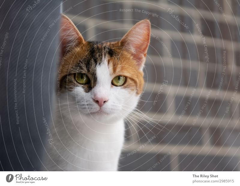 Porträt einer englischen Hauskatze schön Gesicht Garten Natur Tier Pelzmantel Haustier Katze Tierjunges sitzen niedlich grau Yorkshire reizvoll Tierpflege Auge