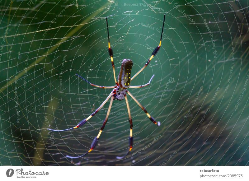 Nephila, goldene Bananenspinne in Costa Rica schön Internet Natur Tier Park Spinne wild grün gefährlich Farbe Rippen Insekt amerika Orb horizontal Tierwelt