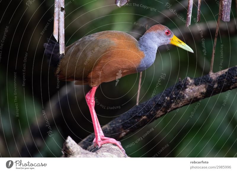 reiher in tortuguero costa rica Natur Landschaft Tier Regen Baum Park Wald Urwald Vogel groß klein natürlich wild blau braun Reiher national Rippen Rica amerika